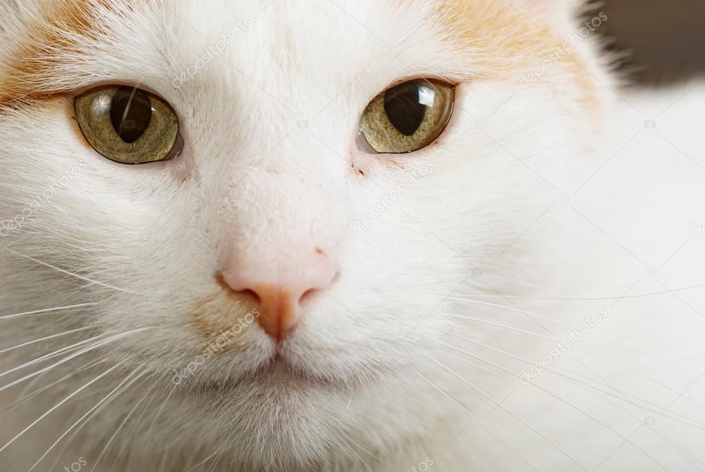 Portrait of the short haired Turkish Van cat also called Anatoli cat