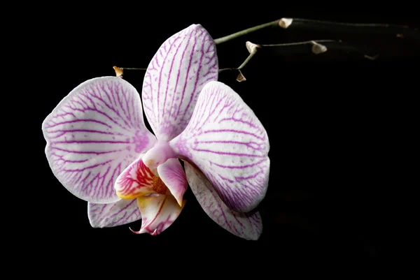 Low key blooming orchid — Stock Photo, Image