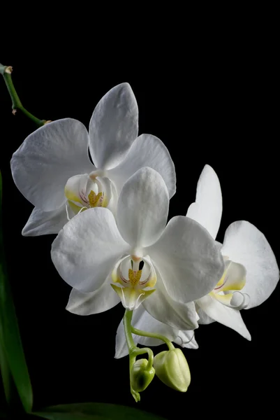 Low key blooming orchid — Stock Photo, Image
