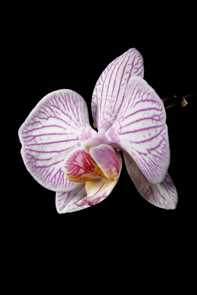 Low key blooming orchid — Stock Photo, Image