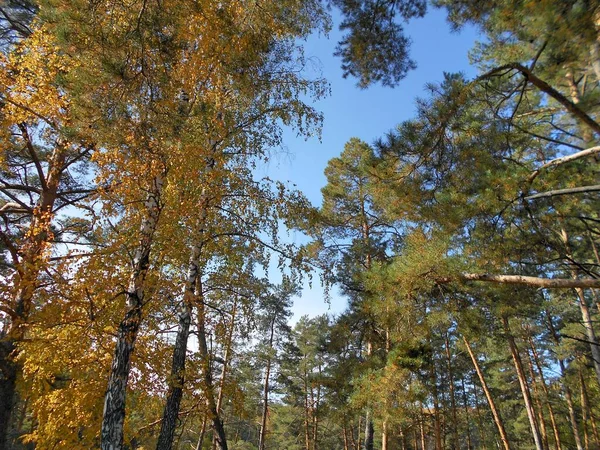 Stad Van Bolgar Tatarstan Rusland Herfstbos — Stockfoto