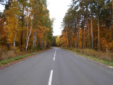 Bolgar Tataristan Şehri Rusya. Sonbahar ormanı ve yol