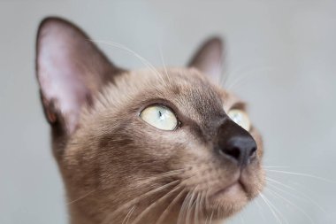 Şirin kedi kurbana bakıyor.