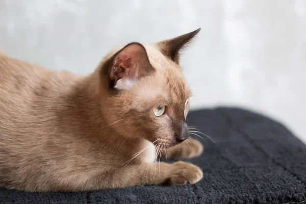 Lindo Gato Está Mirando Víctima — Foto de Stock