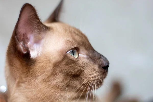 Gatto Carino Sta Fissando Vittima — Foto Stock