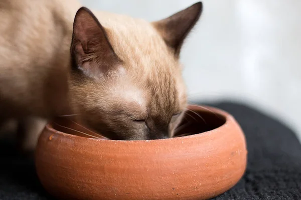 Pet eating food. Cat eats food from bowl