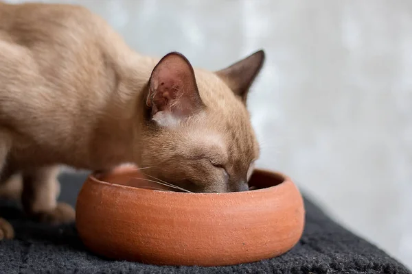 Mascotas Comiendo Pies Gato Come Comida Cuenco Imágenes de stock libres de derechos