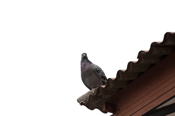Pigeon Isolé Sur Fond Blanc Avec Chemin Coupe — Photo