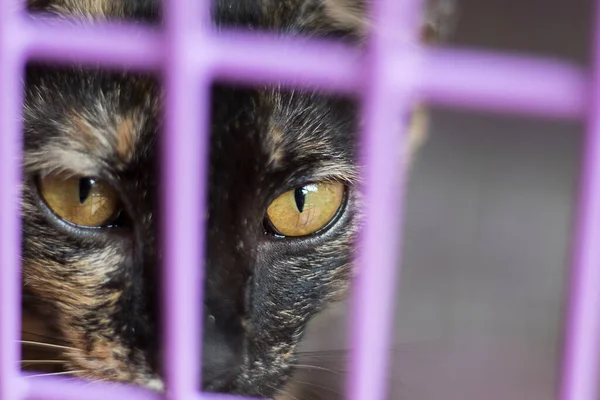 Occhi Gatto Che Sbirciano Attraverso Gabbia Concetto Diritti Degli Animali — Foto Stock