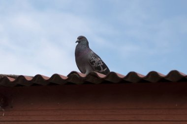 Güvercin ya da güvercin çatı konsepti