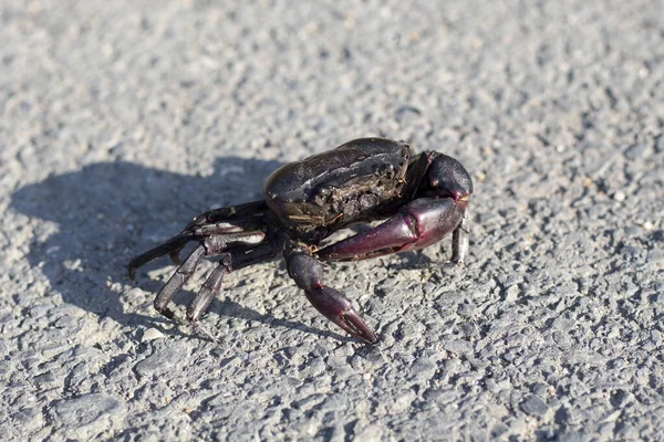 Freshwater Crabs Live Rice Fresh Water Paving Walk Road Rice — Stock Photo, Image