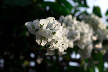 bougainvillea beyaz çiçeğinin yakın görüntüsü. 