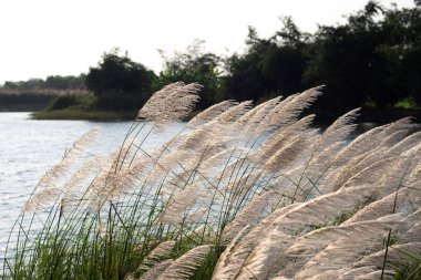 Yazın yaşlı yabani çiçek otlağı