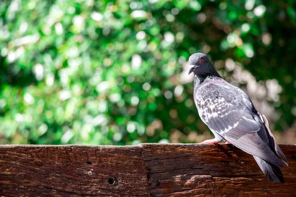 Palomas Posadas Sobre Trozo Madera Con Fondo Borroso —  Fotos de Stock