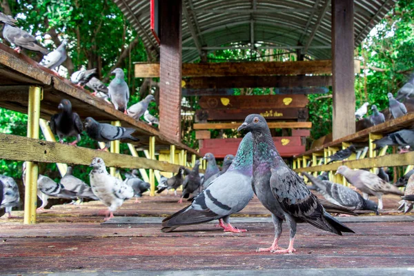 Gran Grupo Palomas Alimentan Los Terrenos Del Templo —  Fotos de Stock