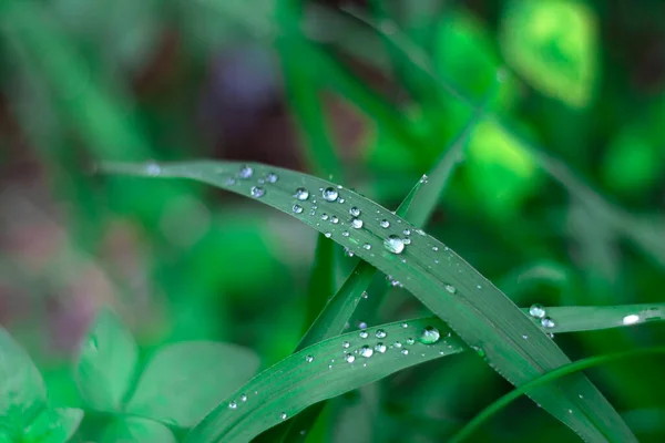 Вода Падає Зелене Листя Чорному Грунті Листя Рису Після Дощу — стокове фото