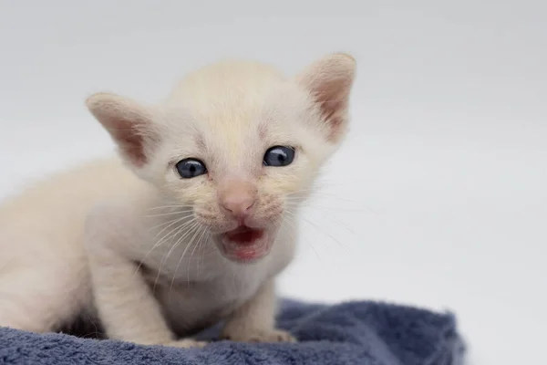 Gatinhos Recém Nascidos Aprendem Abrir Olhos — Fotografia de Stock