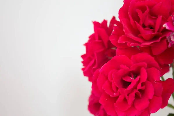 Képeslap bazsarózsával és rózsaszirmokkal közelről. Piros virágok fehér háttérrel, szöveges szöveggel. Papírtermékek fedőlapja — Stock Fotó