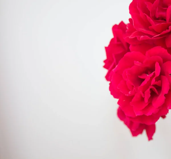 Képeslap bazsarózsával és rózsaszirmokkal közelről. Piros virágok fehér háttérrel, szöveges szöveggel. Papírtermékek fedőlapja — Stock Fotó