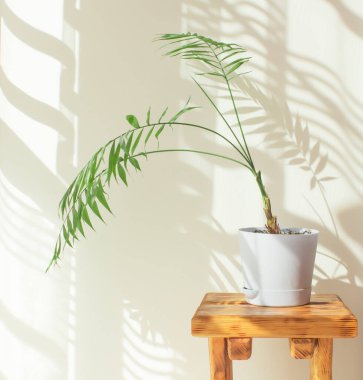  Güneşli bir odada, içi doğal malzemelerle dolu kapalı bir palmiye ağacı. Süslü palmiye ağaçları mavi bir tencerede, sert gölgeler duvarda sabahları odanın penceresinin yanında..