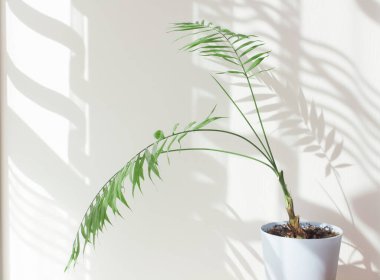  Güneşli bir odada, içi doğal malzemelerle dolu kapalı bir palmiye ağacı. Süslü palmiye ağaçları mavi bir tencerede, sert gölgeler duvarda sabahları odanın penceresinin yanında..