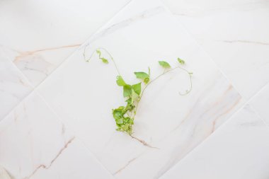  Beyaz kurulum bir blogcu için beyaz arka plan, çağdaş sanat olarak durgun bir hayattır. Yeşil dalı ve beyaz mermeri olan özet