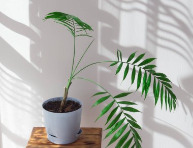  Güneşli bir odada, içi doğal malzemelerle dolu kapalı bir palmiye ağacı. Süslü palmiye ağaçları mavi bir tencerede, sert gölgeler duvarda sabahları odanın penceresinin yanında.