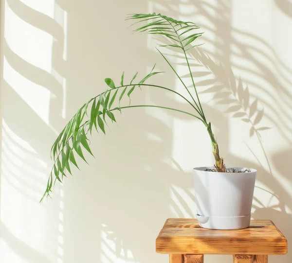 Indoor palm tree in a sunny room with a beautiful interior made from natural materials. decorative palm tree in a blue pot, hard shadows on the wall by the window in the morning in the room Royalty Free Stock Images