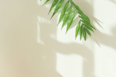 Gün boyunca beyaz bir duvarda palmiye yaprakları ve gölgeler. Minimalist modern natürmort yaşam beyaz ve yeşil. 