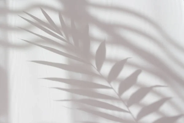 Abstract White Shadow Palm Leaf White Wall Background Empty Copy Stock Image