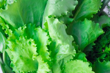 Taze taze taze marul ve diğer yeşillikler ev bahçesinden. Doğal gübrelerde yetişen organik salata tüm ailenin sağlığı için..