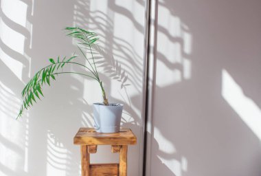 Gün boyunca beyaz bir duvarda palmiye yaprakları ve gölgeler. Minimalist modern natürmort yaşam beyaz ve yeşil. 