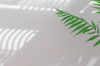 Gün boyunca beyaz bir duvarda palmiye yaprakları ve gölgeler. Minimalist modern natürmort yaşam beyaz ve yeşil. 