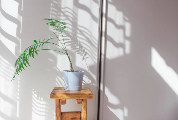 Palm leaves and shadows on a white wall in sunlight during the day. Minimalistic modern still life in white and green.