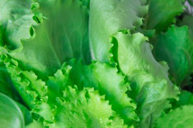 Taze taze taze marul ve diğer yeşillikler ev bahçesinden. Doğal gübrelerde yetişen organik salata tüm ailenin sağlığı için..