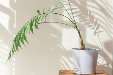 Gün boyunca beyaz bir duvarda palmiye yaprakları ve gölgeler. Minimalist modern natürmort yaşam beyaz ve yeşil. 