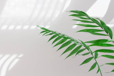 Gün boyunca beyaz bir duvarda palmiye yaprakları ve gölgeler. Minimalist modern natürmort yaşam beyaz ve yeşil. 