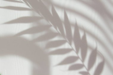 Beyaz bir duvardaki palmiye yaprağının soyut beyaz gölgesi. Tasarımınız için boş kopya alanı olan bir arkaplan. Güneş ışığına sahip tek renkli ve minimal arkaplan.