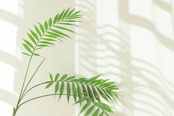 Palm leaves and shadows on a white wall in sunlight during the day. Minimalistic modern still life in white and green.