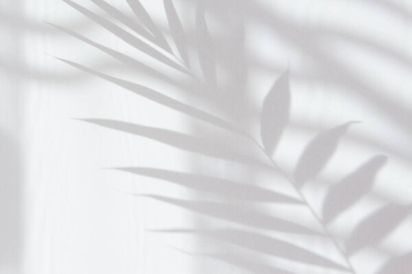 Abstract white shadow of a palm leaf on a white wall. Background with empty copy space for your design. Monochrome and minimalistic background with sunlight.