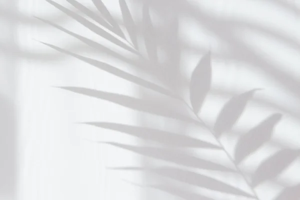 Abstract White Shadow Palm Leaf White Wall Background Empty Copy Royalty Free Stock Images