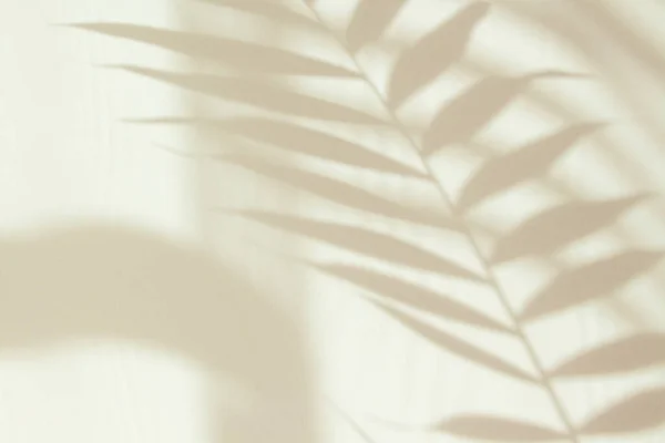 Abstract white shadow of a palm leaf on a white wall. Background with empty copy space for your design. Monochrome and minimalistic background with sunlight.