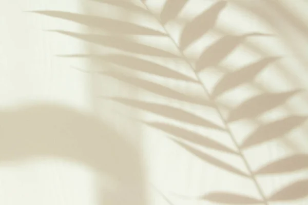 Abstract White Shadow Palm Leaf White Wall Background Empty Copy Stock Picture