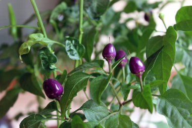 Küçük mor kırmızı biberler yakın plan. Capsicum frutescens. Bitki yetiştirme detayı. Bahçe yatağı, sera. Konik biberler, yeşil yapraklar. Baharatlı biyokimyasallar. Kapsaisin, karoten. Büyük alan derinliği.