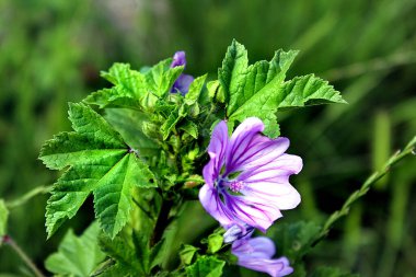 Althaea Officinalis Mor çiçek açmış