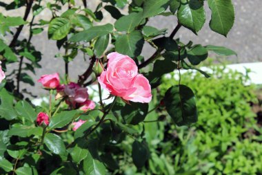 Bahçedeki pembe gül, yakın plan.