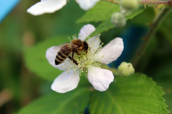 白いブラックベリーの花に蜂 — ストック写真