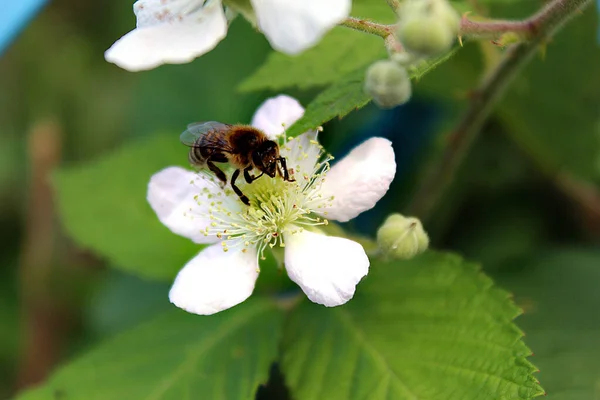 蜜蜂在一朵白色黑莓花上 — 图库照片#