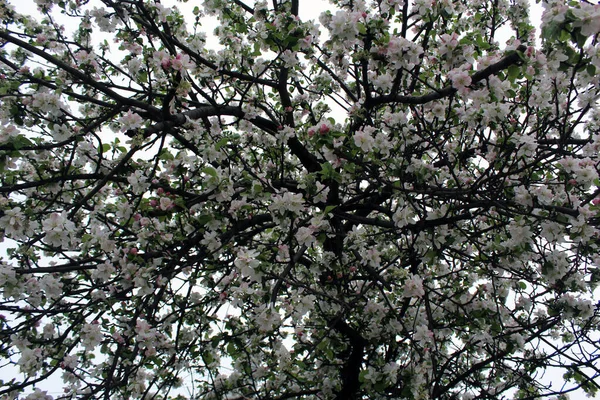 開花中の庭のリンゴの木 マルス ドメスティカ — ストック写真
