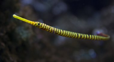 İnce sarı Zebra balığı